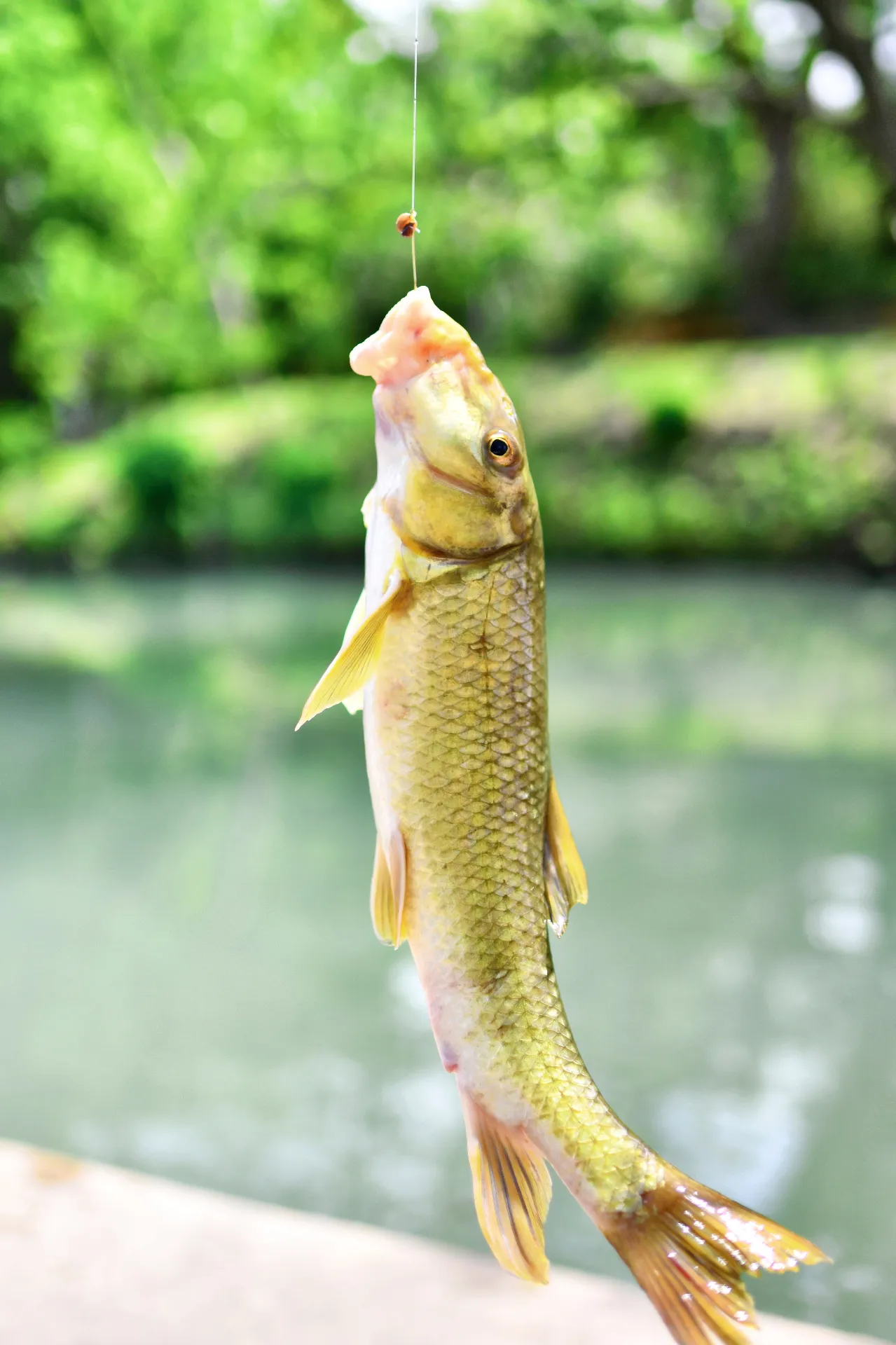 Small fish caught and released at the creek